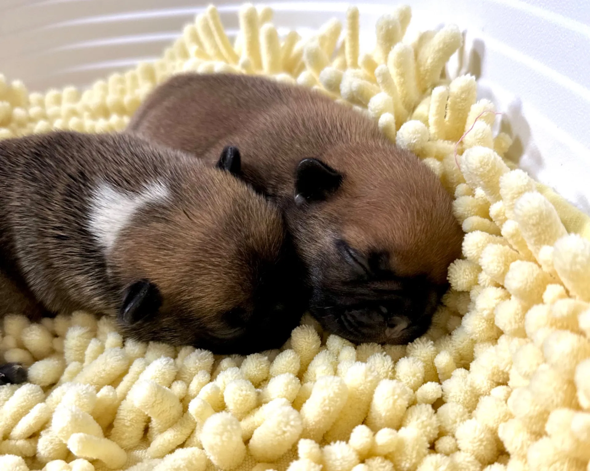 フレンチブルドッグの子犬生まれてます