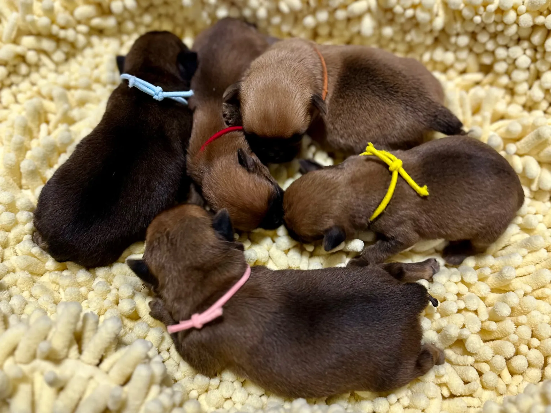 グリフォンの子犬生まれてます