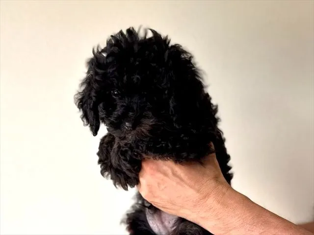 トイ・プードル 男の子