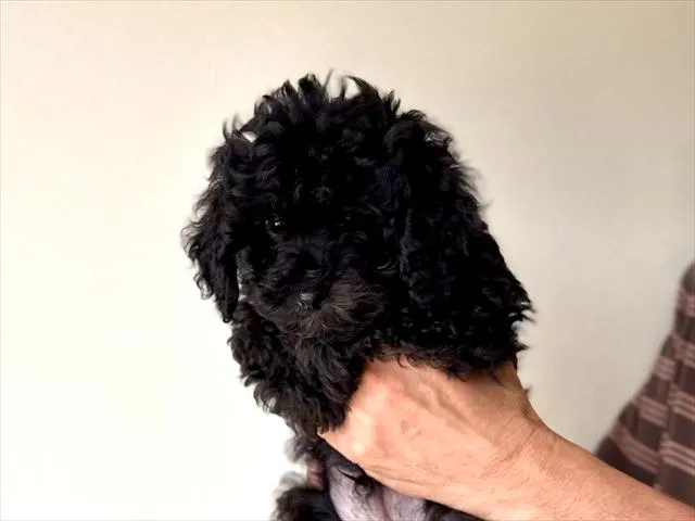 トイ・プードル 男の子
