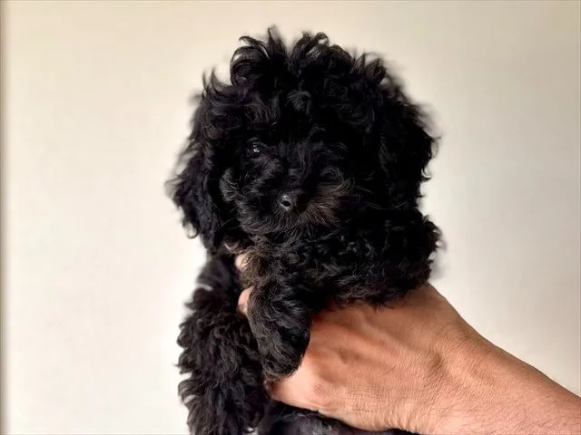 トイ・プードル 男の子