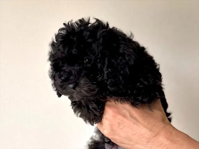 トイ・プードル 男の子