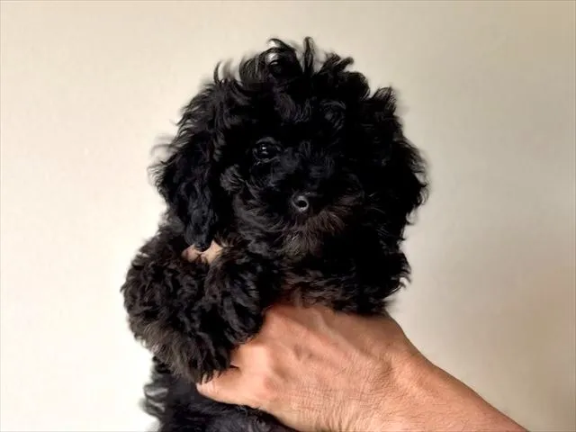 トイ・プードル 男の子